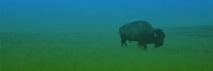 Single bison on prairie